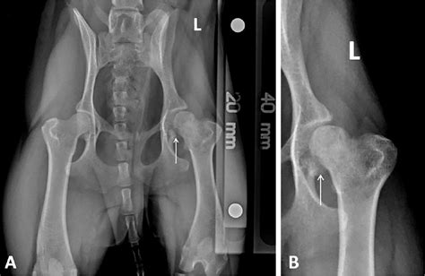 femoral head fracture in dogs